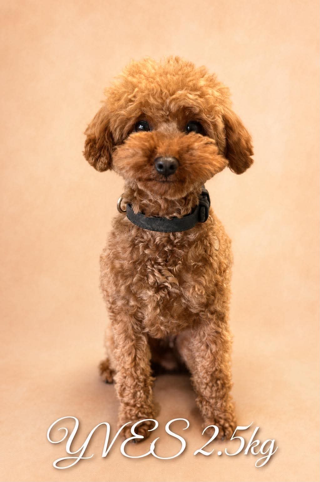 toy poodle mum