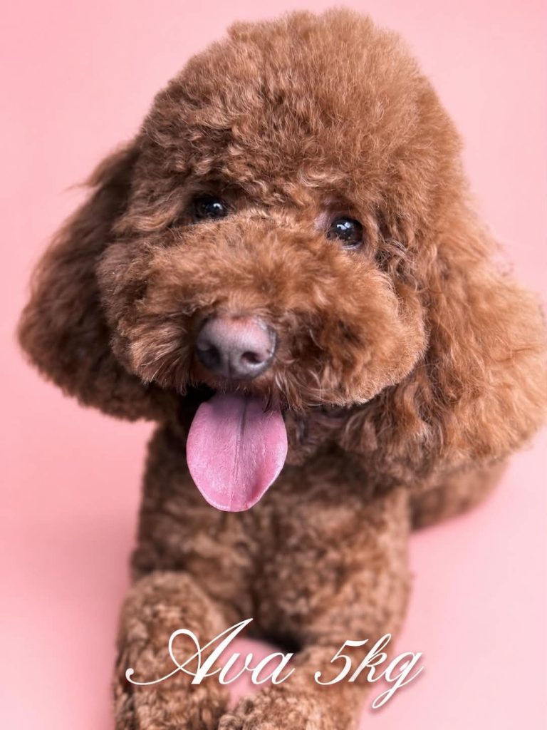 toy poodle