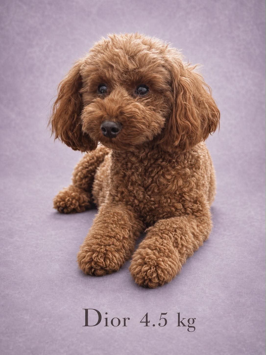 designer toy oodle puppies